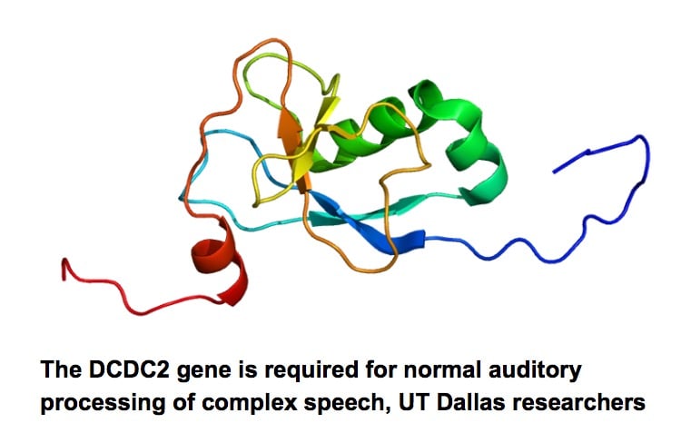 New Research: Dyslexia Gene and Auditory Processing [Premium]