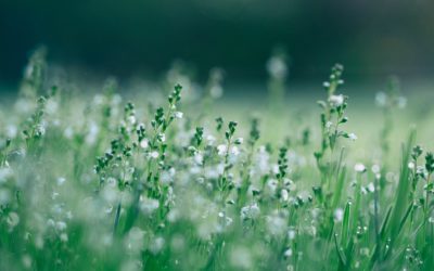 Creating An Environment That Works [Premium]