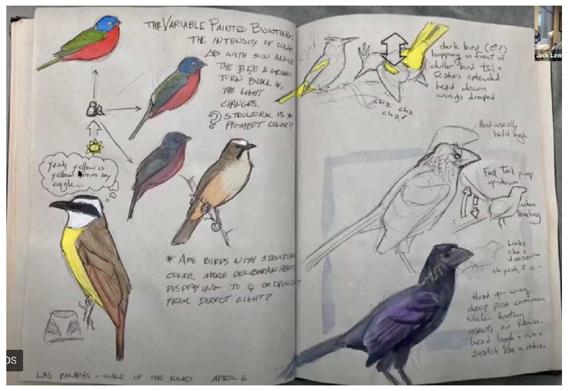 Speed Drawing Birds • John Muir Laws