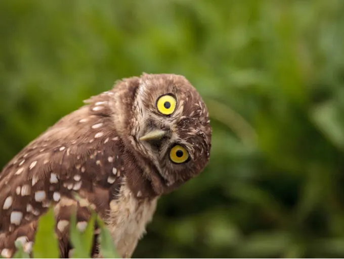 Curiosity-Driven Learning [Premium]