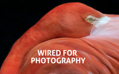 Dyslexia: Wired for Photography [Premium]